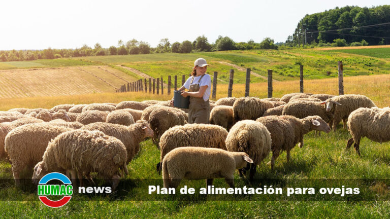 Cómo crear un plan de alimentación para ovejas en distintas etapas Humac