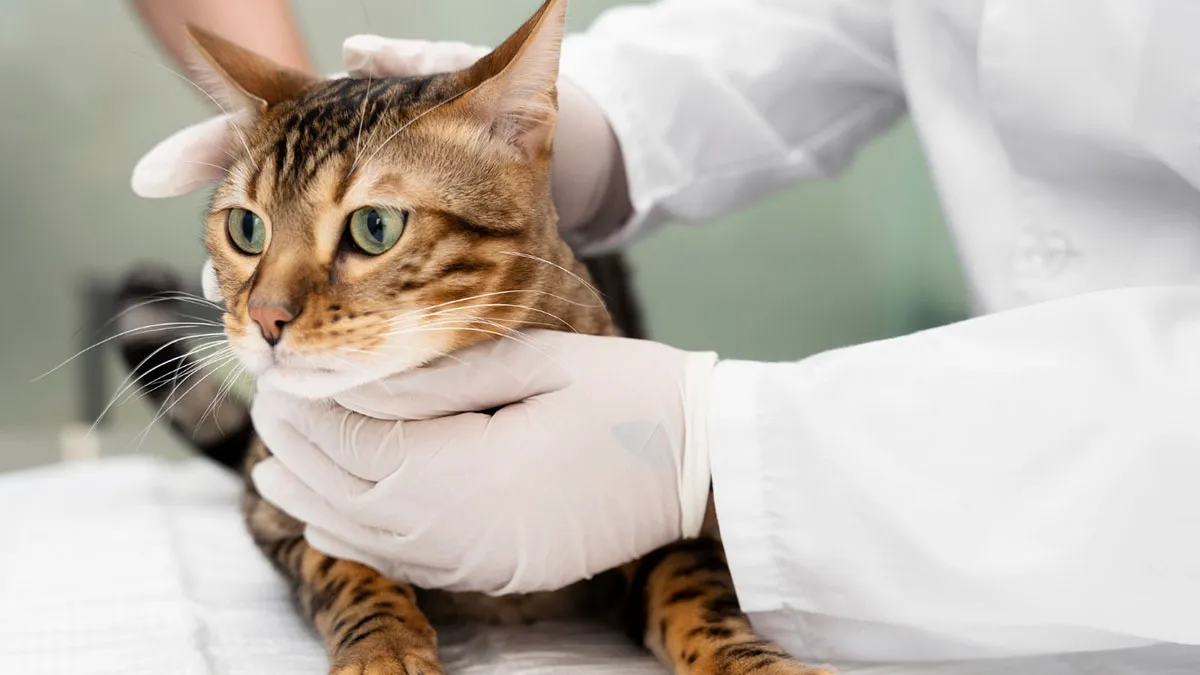 ¿Cómo identificar las intoxicaciones en gatos?