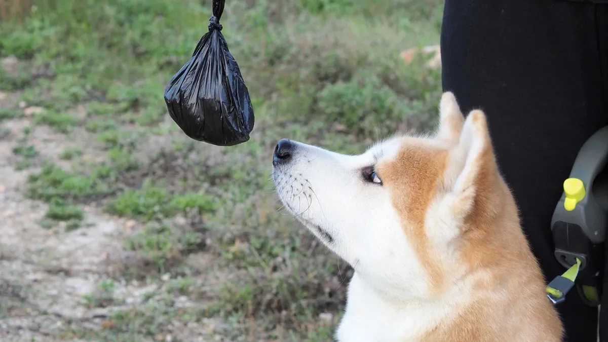 Eco Poop: el nuevo negocio que nació de las heces de los perros