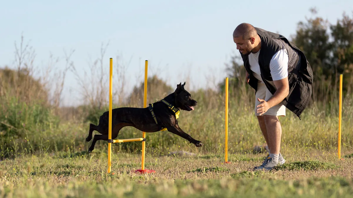 La importancia de hacer ejercicio para los perros