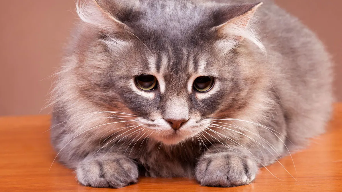 Estas son las 5 razas de gatos más longevas de todas