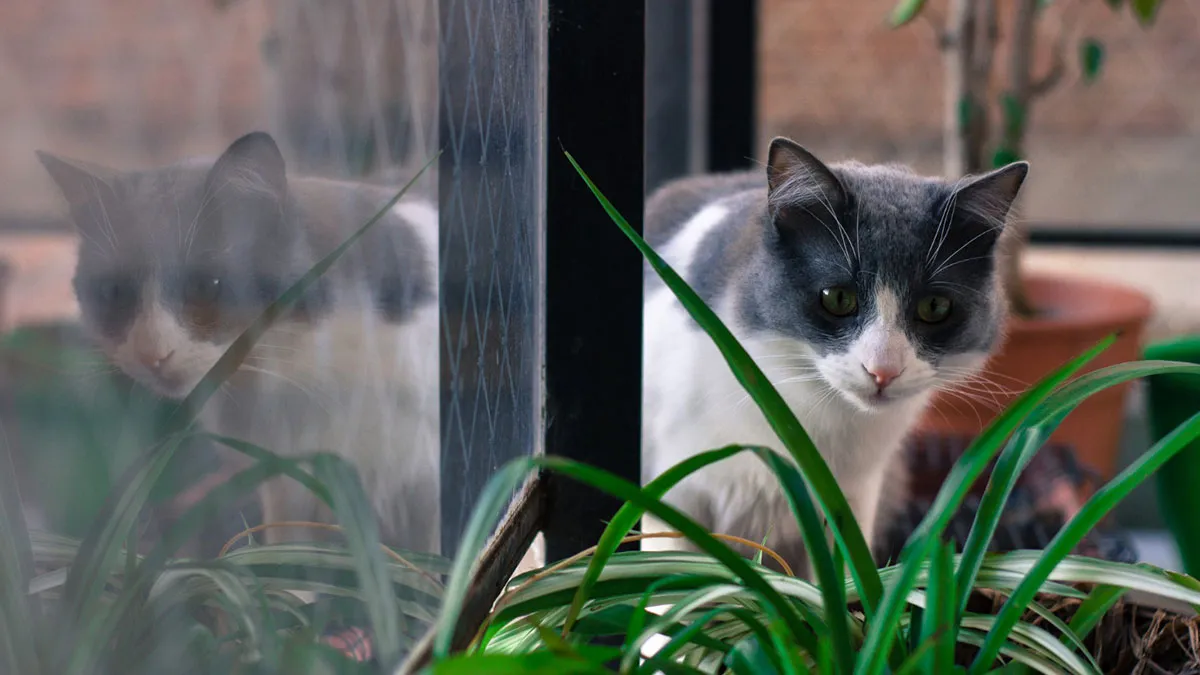 ¿Por qué los gatos llevan animales muertos a casa?