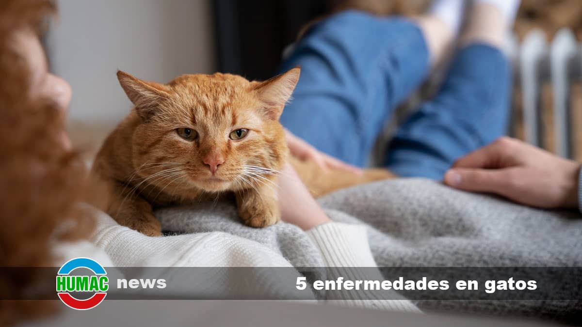 5 enfermedades en gatos más comunes