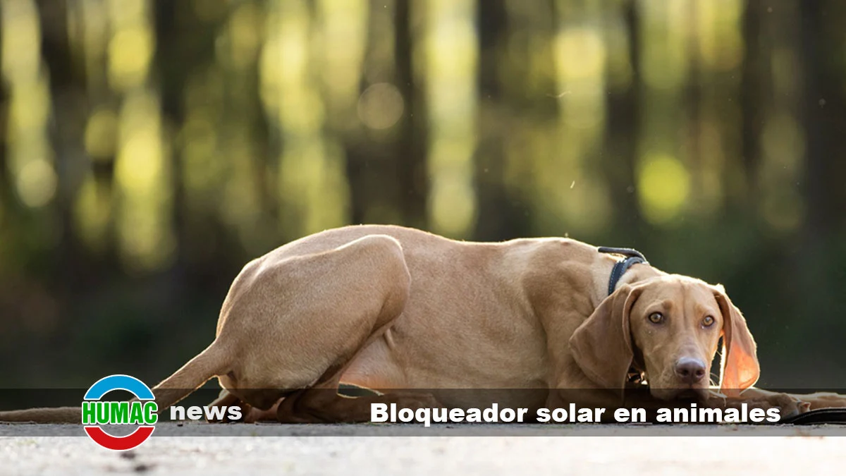Bloqueador solar en animales