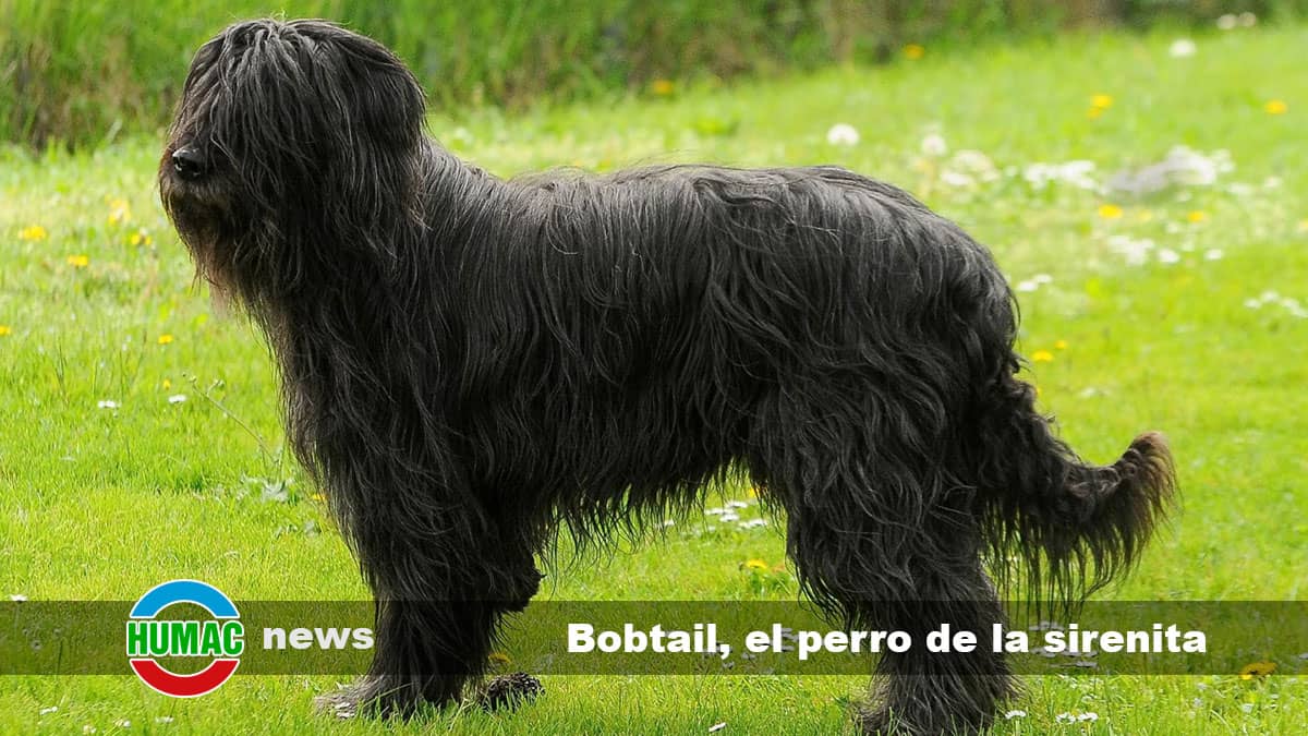 Bobtail, el perro de la sirenita