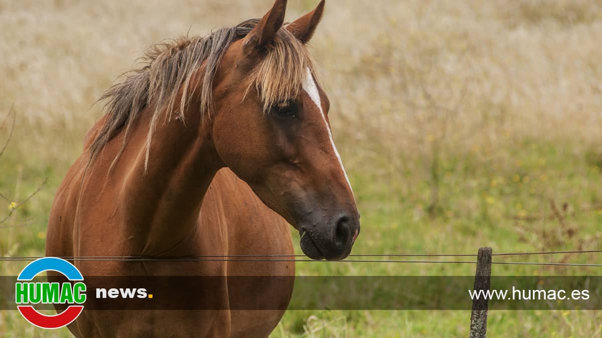 Dermatitis por Gasterophilus en Caballos - Humac