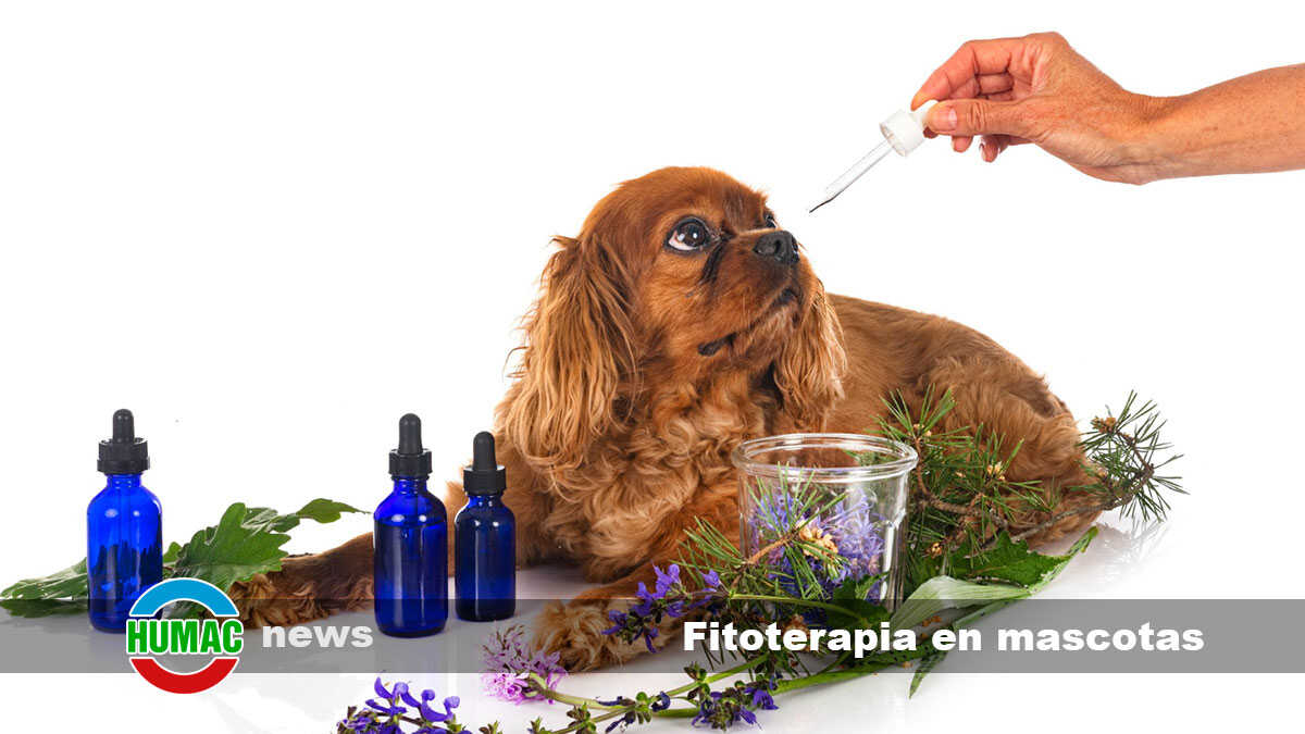 fitoterapia como funciona en las mascotas