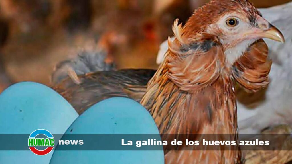 Gallina Araucana: La Gallina De Los Huevos Azules - Humac