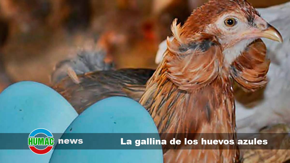 Gallina araucana: La gallina de los huevos azules