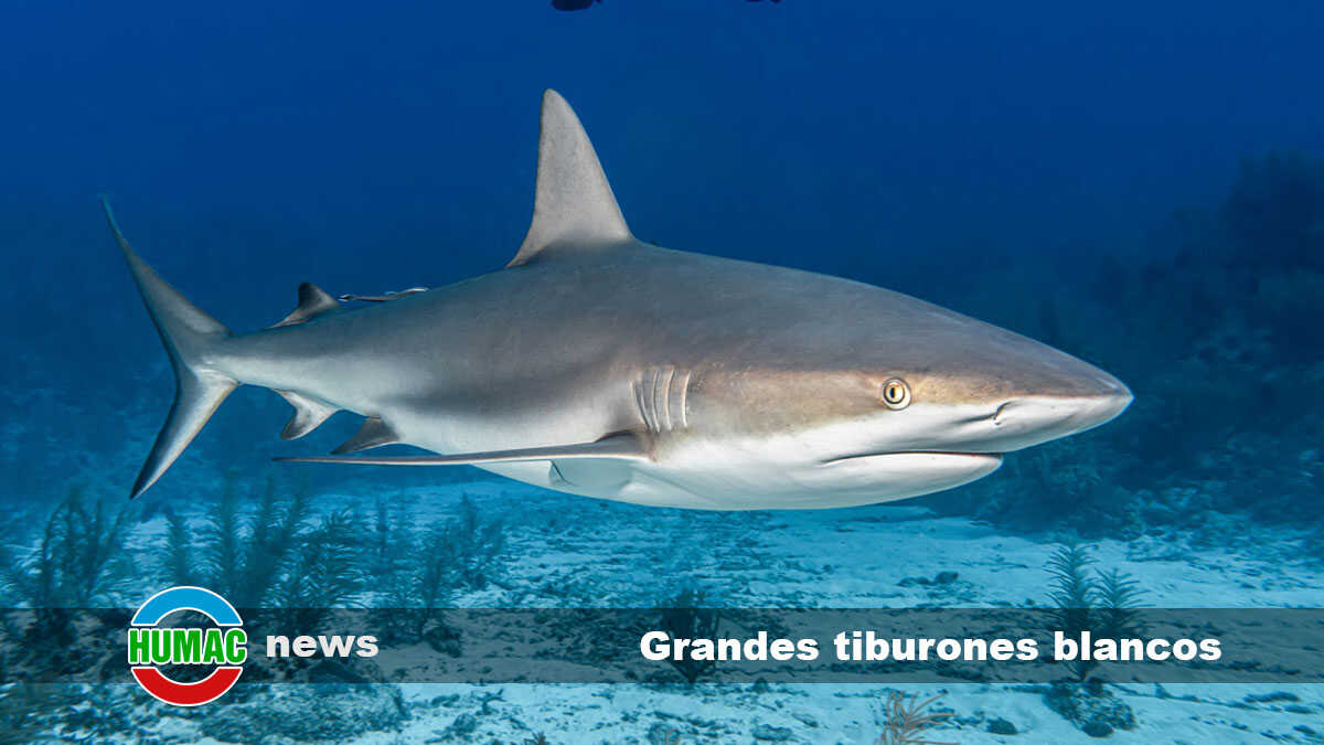 Grandes tiburones blancos ¿Por qué no hay en acuarios?
