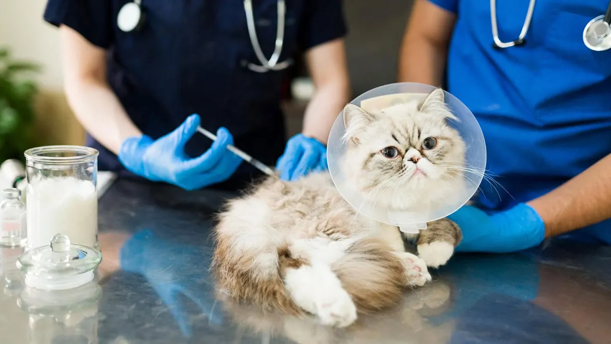 Intoxicación en gatos. ¿Cuáles son los síntomas más comunes?
