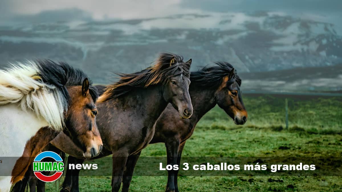 Los 3 caballos más grandes del mundo.
