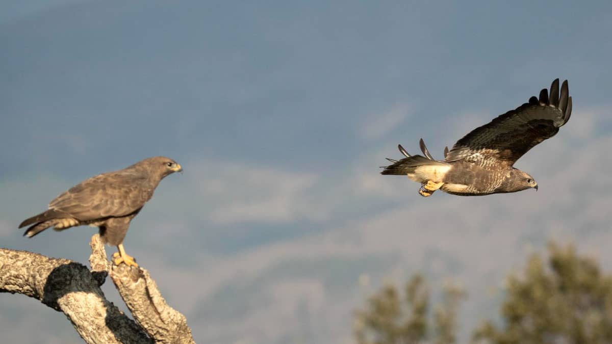 ZEPA: Conoce las zonas para ver aves en España