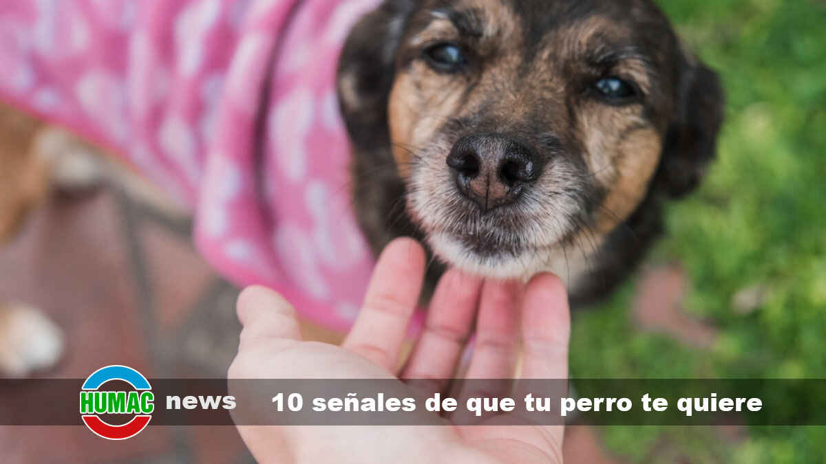10 señales de que tu perro te quiere incondicionalmente