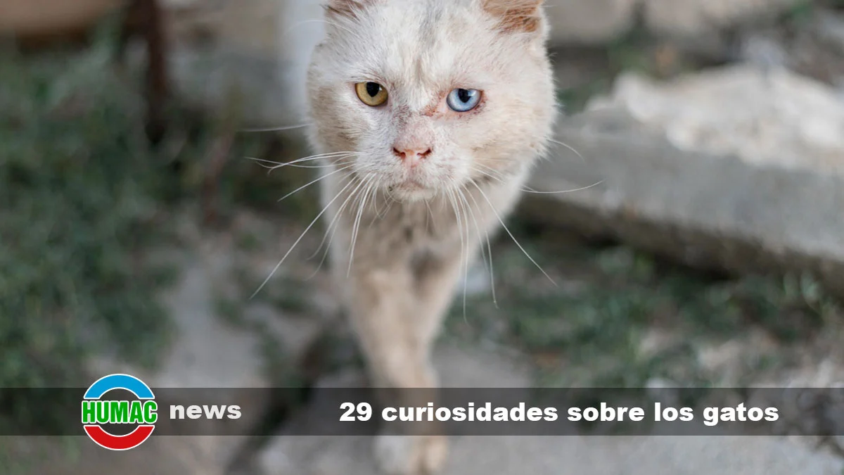 29 Curiosidades Sobre Los Gatos Que No Sabías