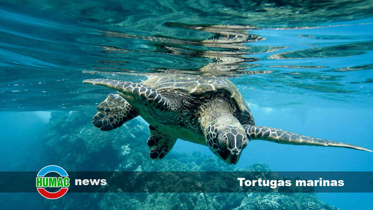 5 curiosidades sobre las tortugas marinas