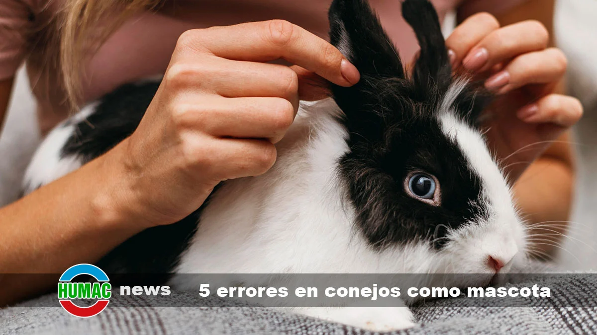 5 errores que no debes cometer con tus conejos como mascota