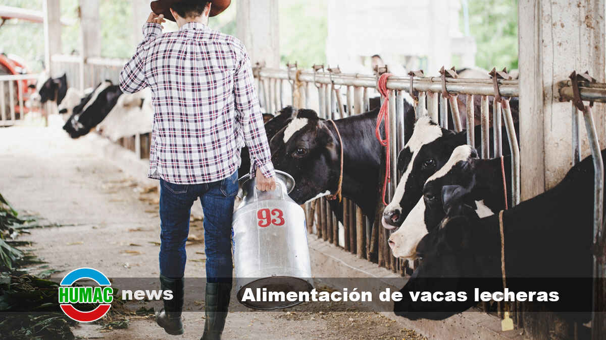 Alimentación de vacas lecheras: que deberías saber