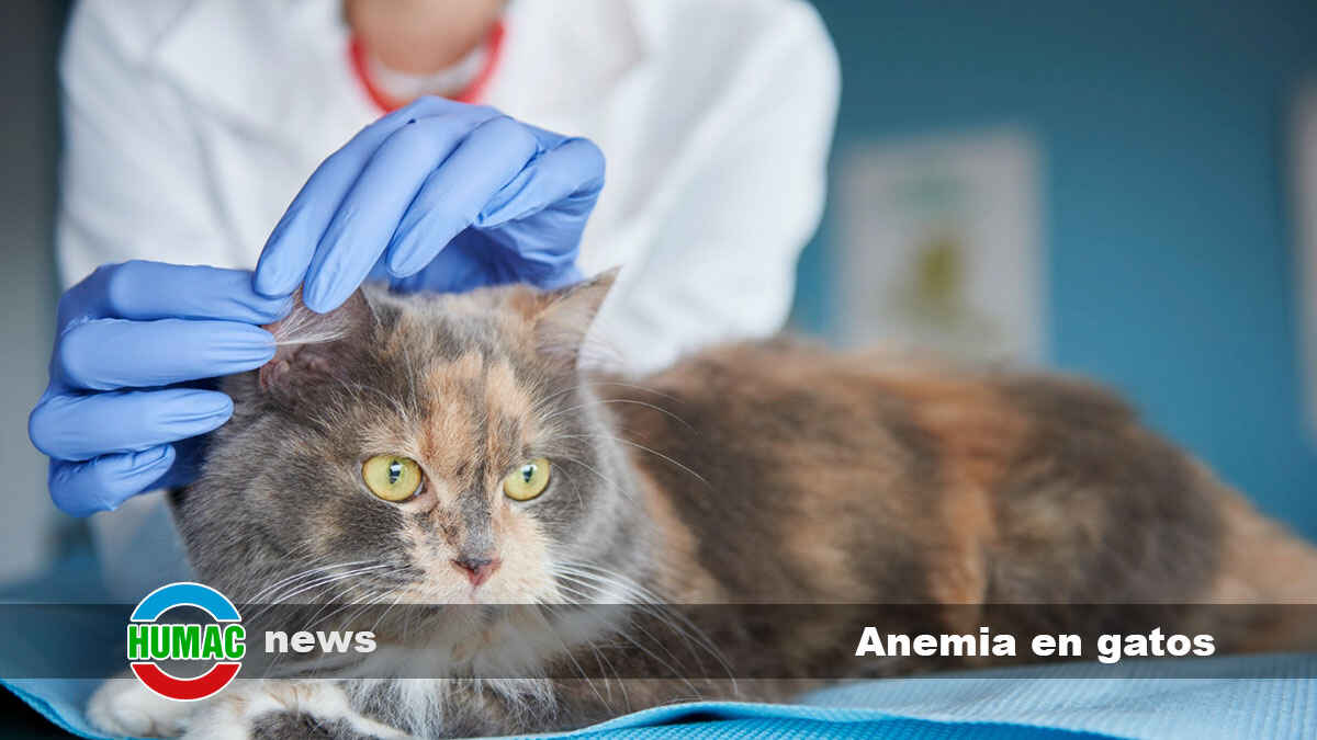 ¿Puede la anemia en gatos ser causada por pulgas?