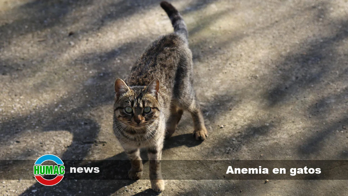 Anemia en gatos: ¿Cómo se diagnostica y se trata?