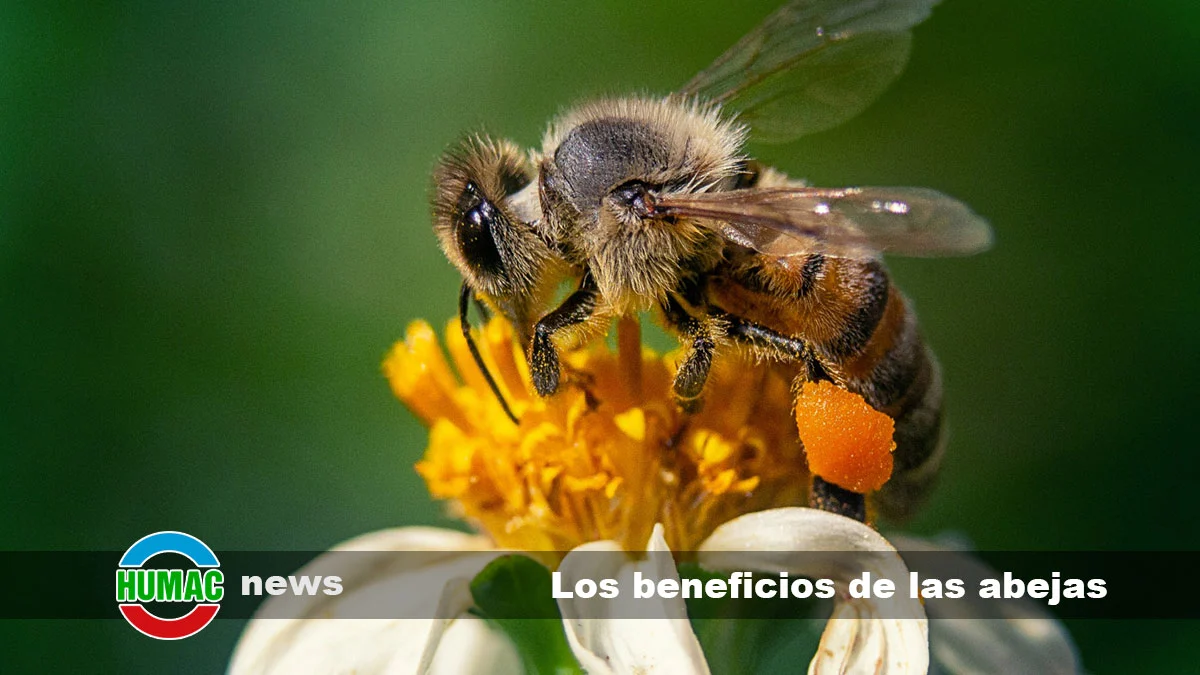 Beneficios de las abejas para el ecosistema y la agricultura