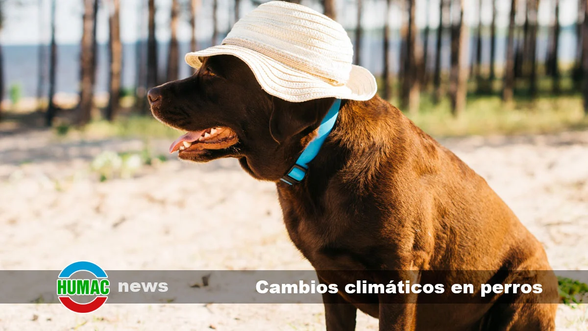 Cambios climáticos en perros