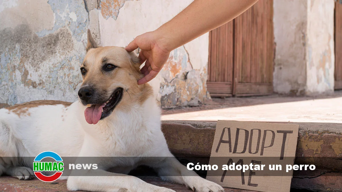 Como Adoptar Un Perro