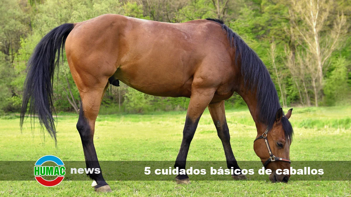 5 cuidados básicos de caballos