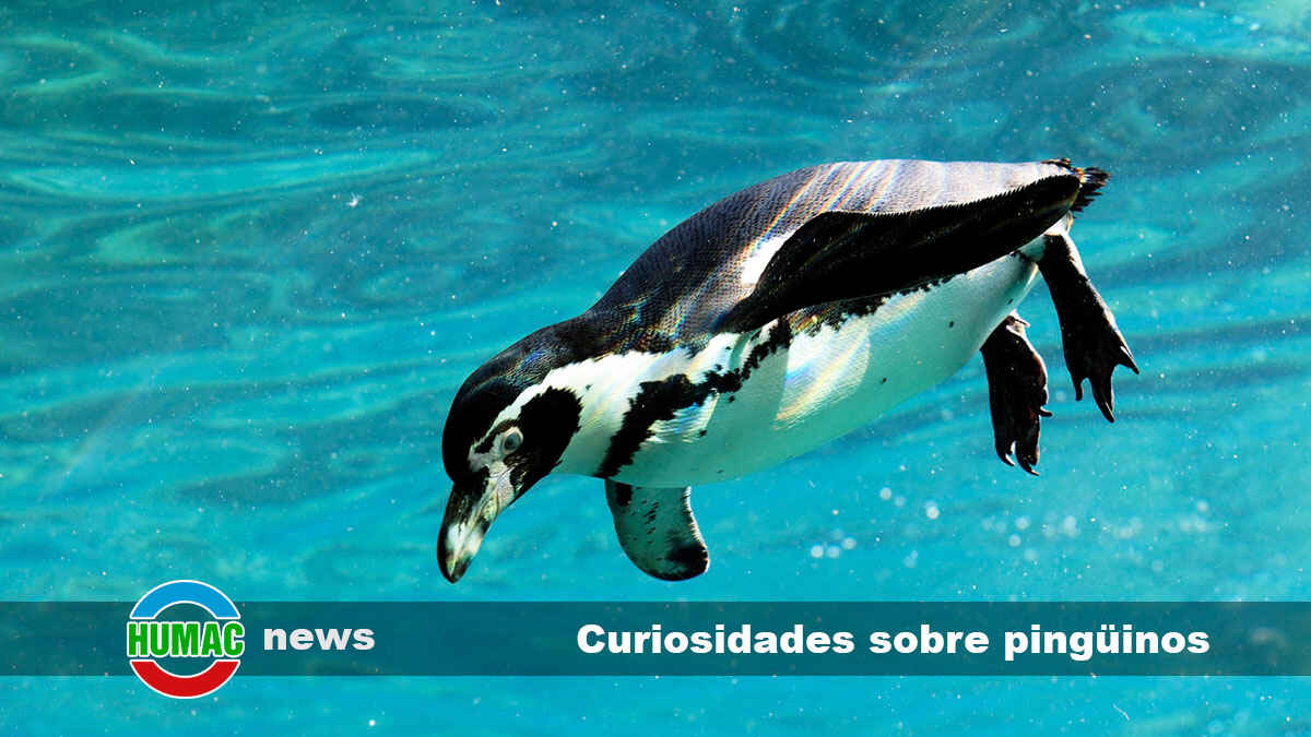 Curiosidades sobre pingüinos que te sorprenderán