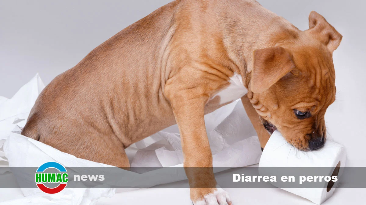 Diarrea en perros