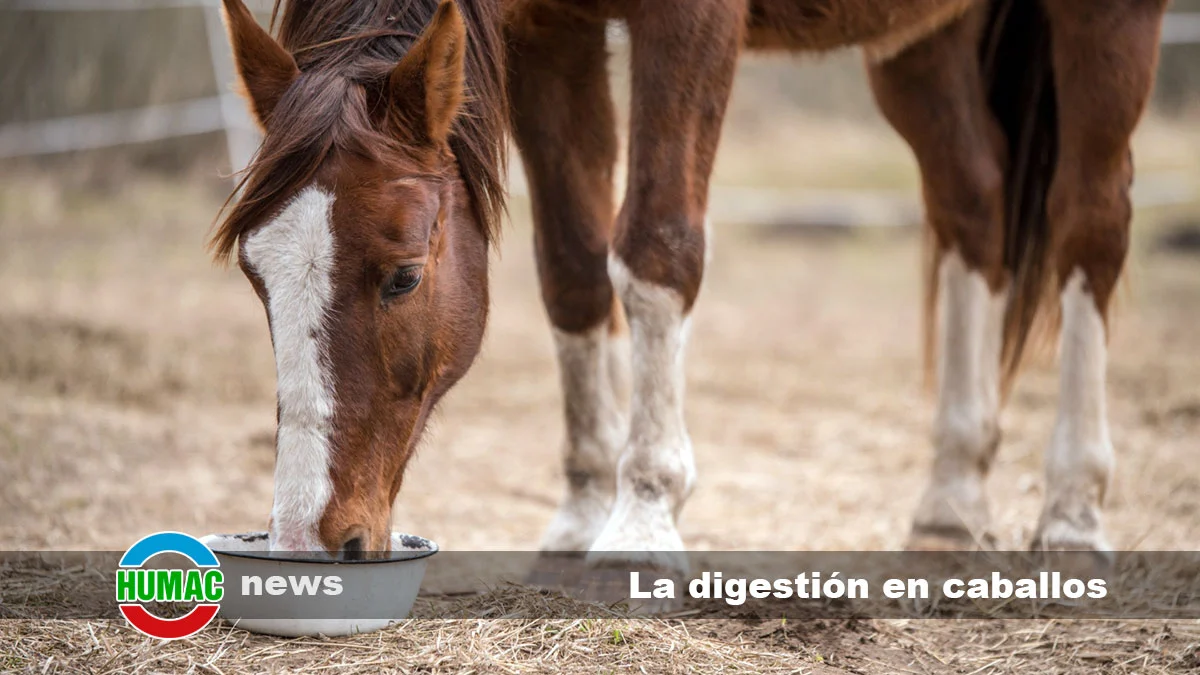 Cómo mejorar la digestión en caballos con una alimentación adecuada