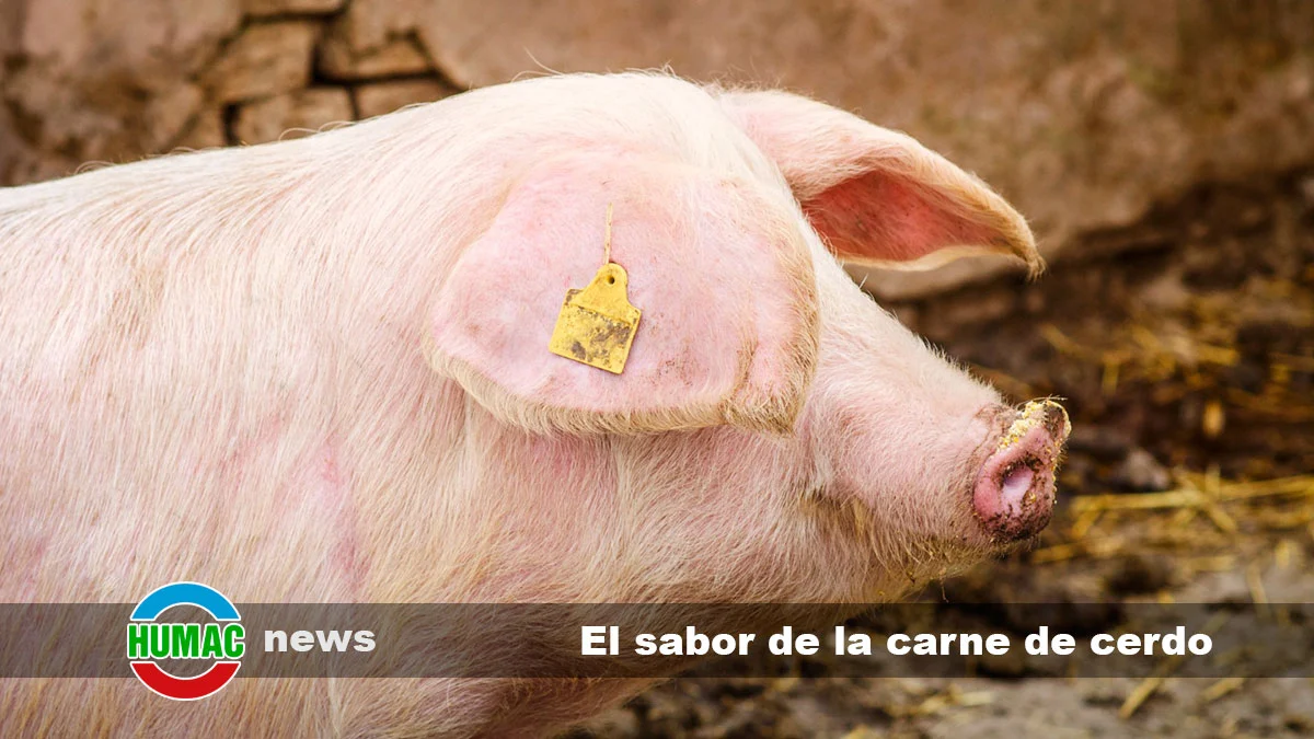 El sabor de la carne de cerdo. La influencia de la alimentación porcina