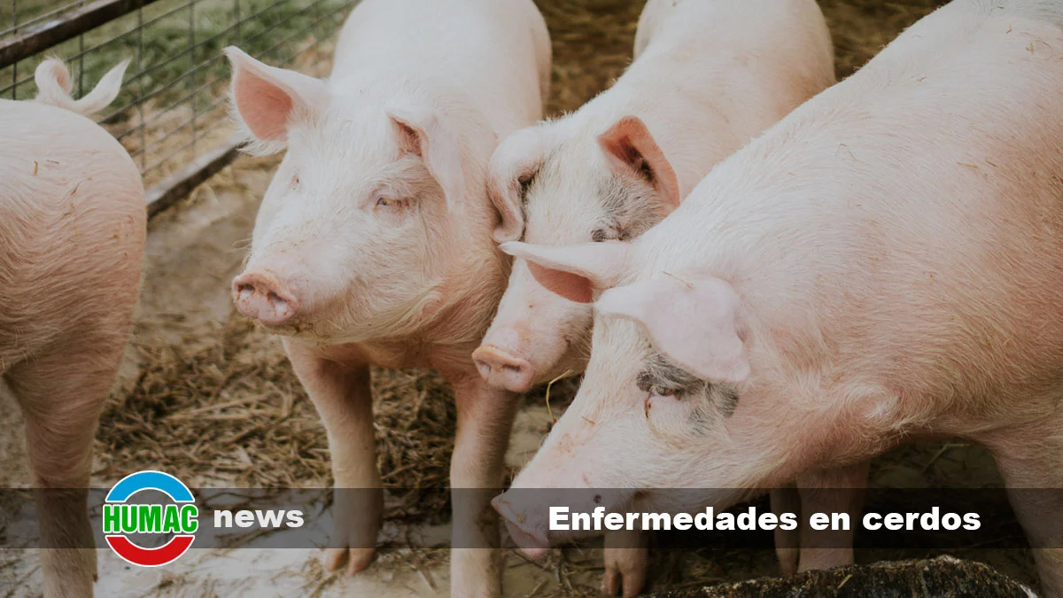 Enfermedades En Cerdos, Prevención Y Tratamiento