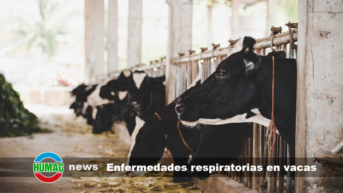 Enfermedades respiratorias en vacas
