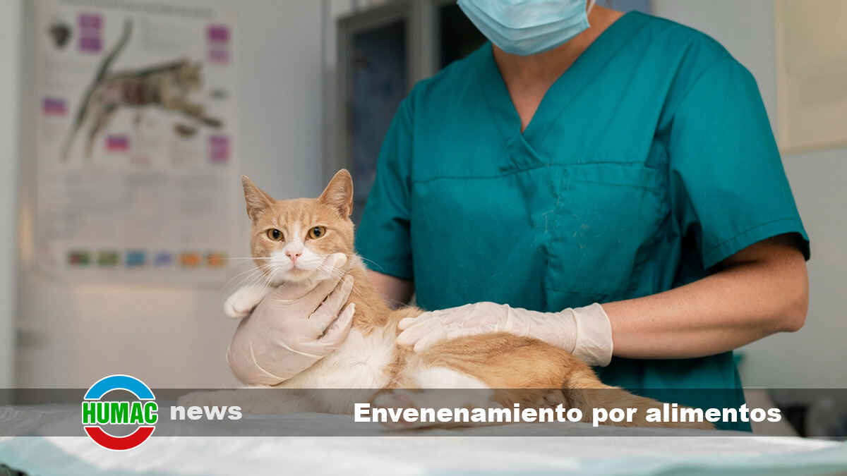 Envenenamiento por alimentos en gatos y cómo prevenirlo