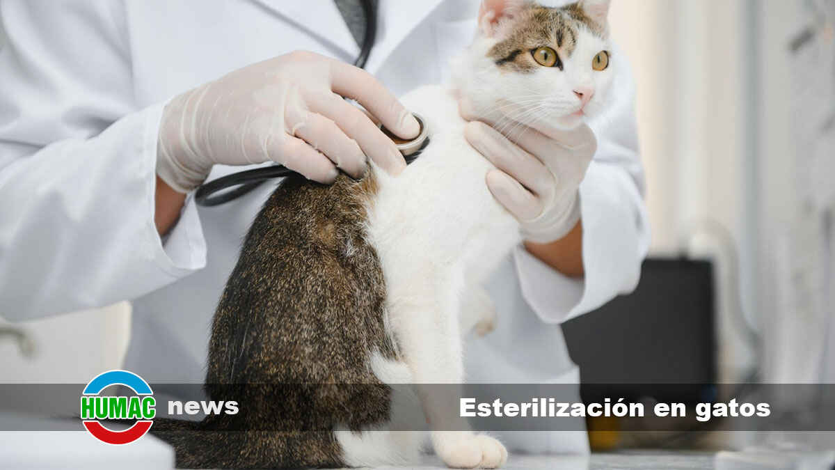 Beneficios y curiosidades de la esterilización en gatos