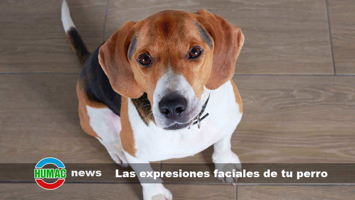 8 tips de cómo interpretar las expresiones faciales de tu perro
