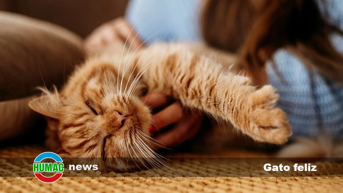Gato feliz: 10 consejos para hacer feliz a tu gato