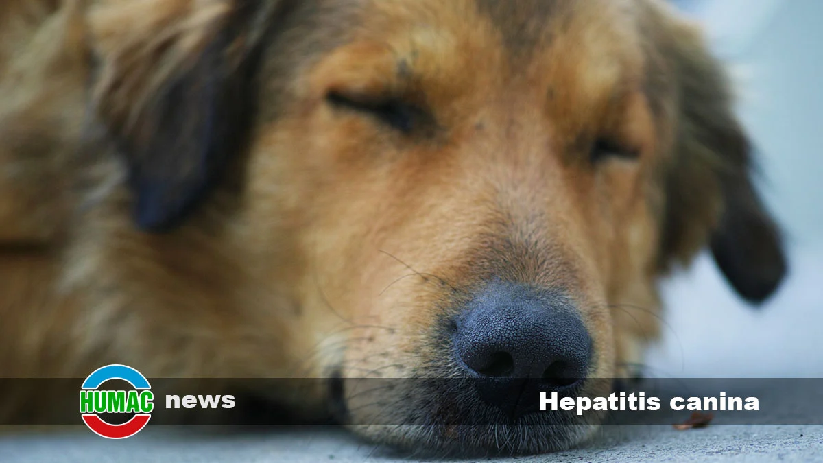 Hepatitis canina