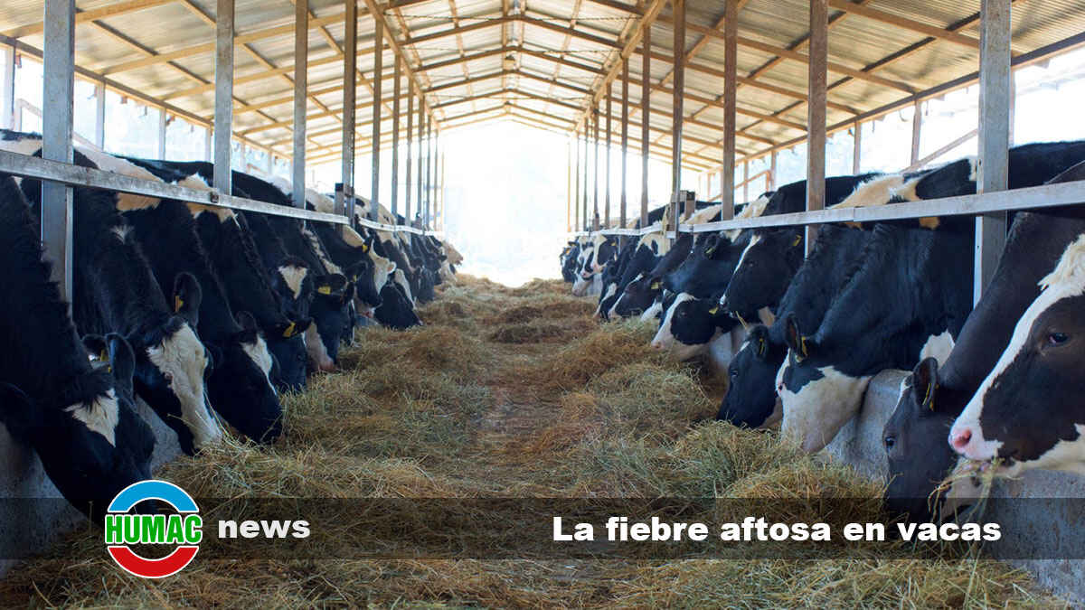 La fiebre aftosa en vacas, cómo detectarla y prevenirla