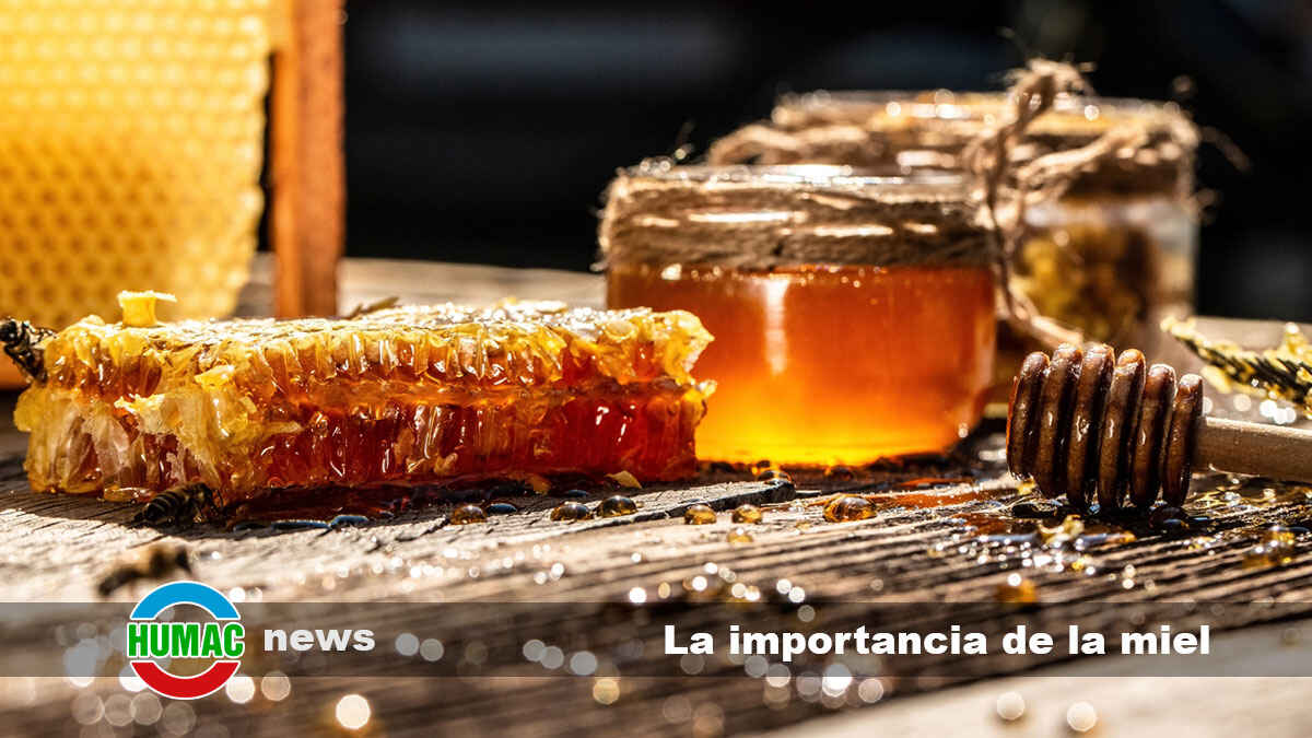 La importancia de la miel en la medicina tradicional