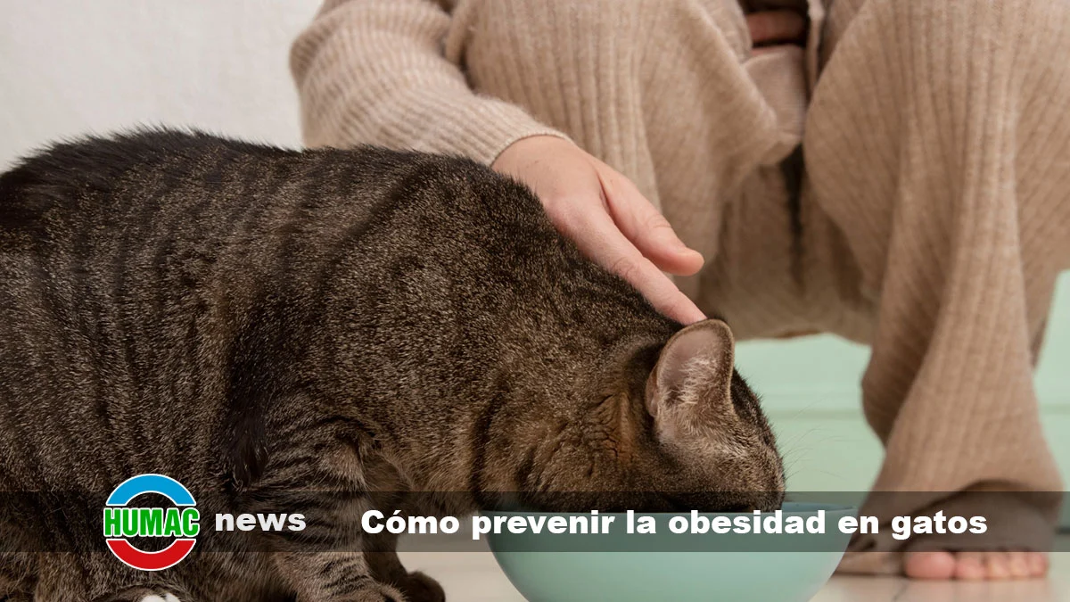 Cómo prevenir la obesidad en gatos