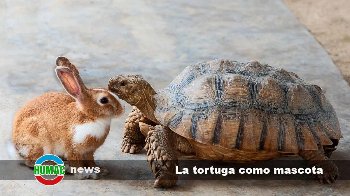 La tortuga como mascota, todo lo que debes saber