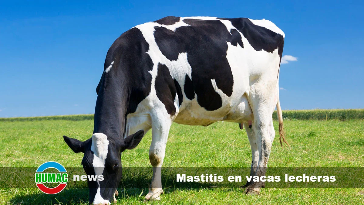 Mastitis en vacas lecheras, síntomas y tratamiento
