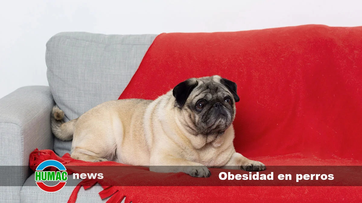 Obesidad en perros