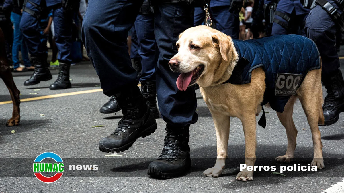Los perros policía de la Guardia Civil