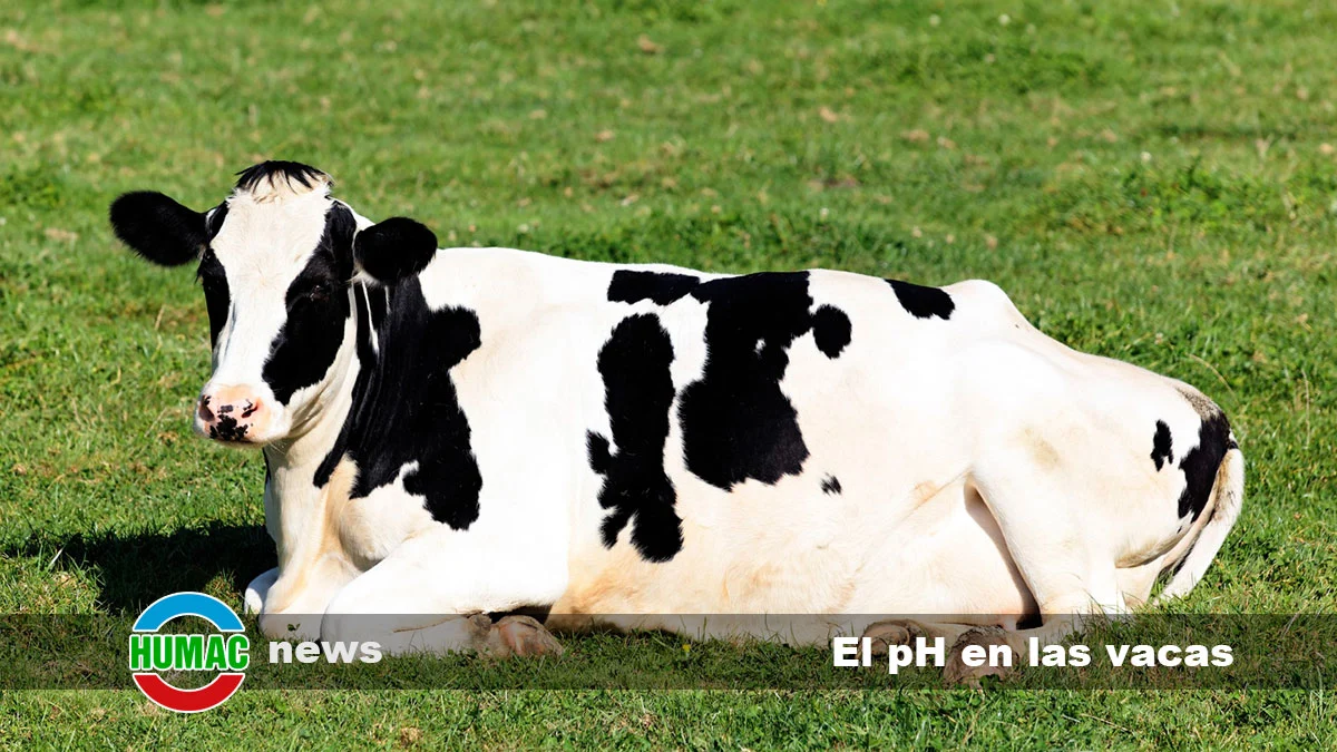 Importancia del pH en la alimentación de las vacas