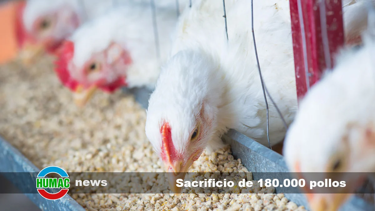 Sacrificio de 180.000 pollos en una granja