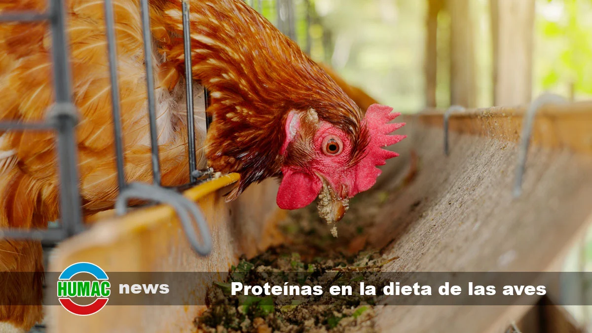 Proteínas en la dieta de las aves y su importancia