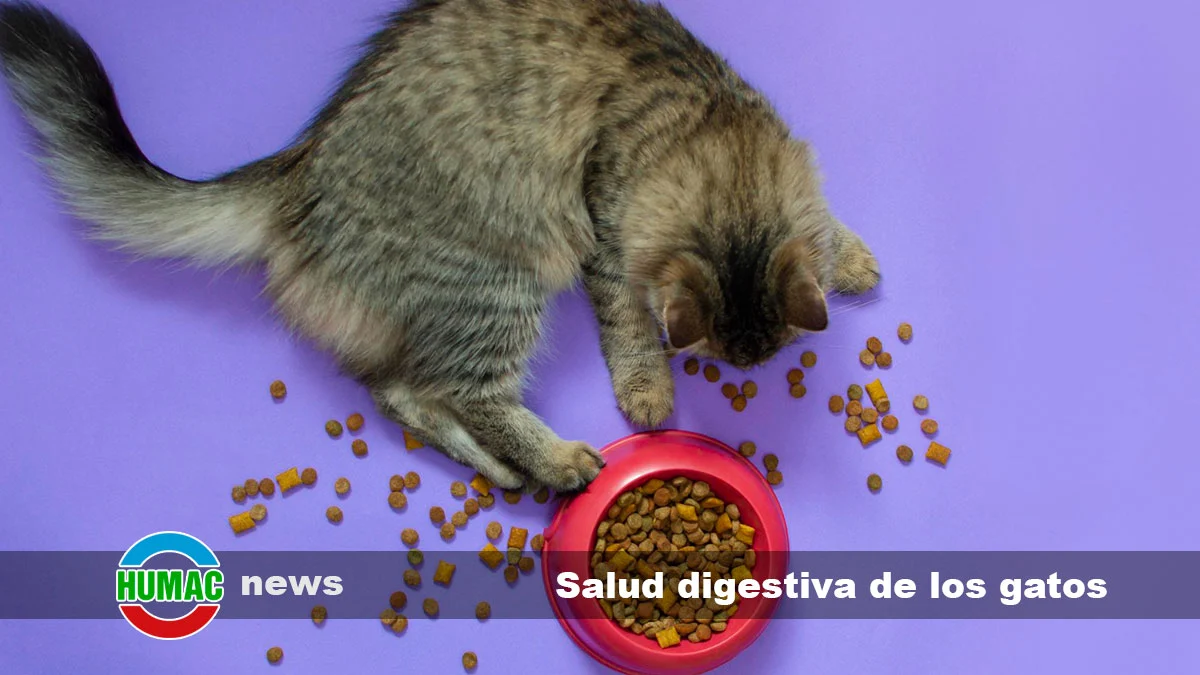 Consejos para mantener la salud digestiva de los gatos